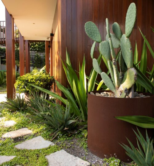 SIDE PATH WITH CACTUS